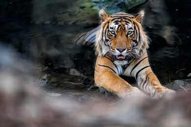 tiger male in the watter/wild animal in the nature habitat/india, big cats, endangered animals, what a look, close up