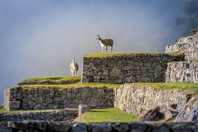 llamas on machu picchu terraces - peru