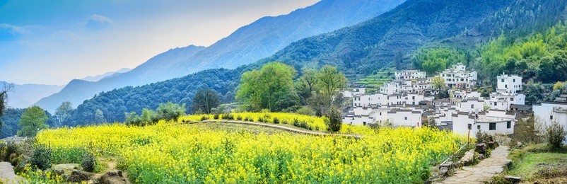 landscape of wuyuan county with yellow oilseed rape field and blooming canola flowers in spring. it nears yellow mountain. it's very quiet. people refer it to as the most beautiful village of china.