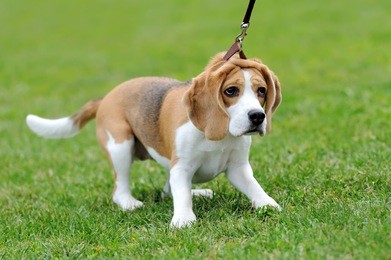 close funny beagle dog in green summer grass