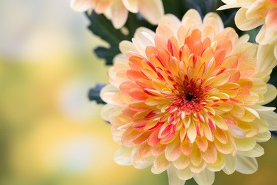 dahlia flowers close up for yellow background.