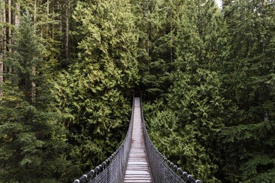 suspension bridge in the forest. evergreen. vancouver nature. pacific north west. nature. vancouver landscape.
