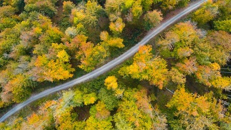 road in the autumn forest aerial view