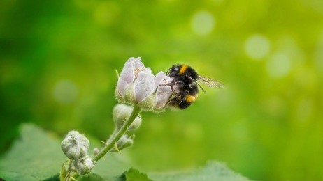 buff tailed bumblebee on blackberry flower with green bokeh background