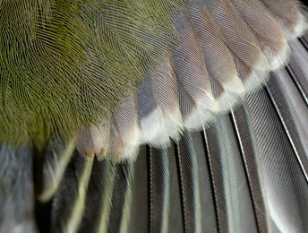 wing of the great tit close up.