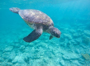 sea turtle in blue water, olive green turtle in tropical sea. snorkeling in philippines. snorkeling with turtle. philippines marine fauna. ecosystem of philippines tropical island. exotic sea animal