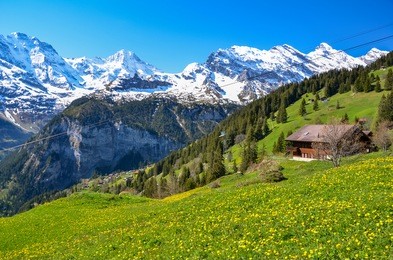 sunny day during spring time at gimmelwald & murren villages near lauterbrunnen in switzerland. green field & golden flower with snow-covered mountain in background.