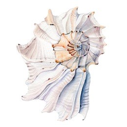 watercolor sea shells.  it can be used for wallpaper, fabric design, textile design, cover, wrapping paper, banner, card, background