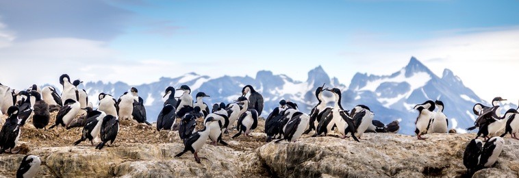 cormorants - sea birds in beagle channel, ushuaia, argentina