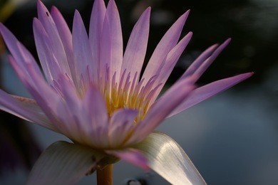 close-up of pollen on water lily blooming under nature light