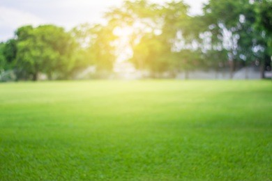 lawn blur with soft light for background