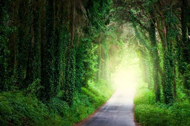 road in magic dark forest from darkness to light and happiness