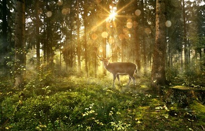 sun shines into a fairytale forest
