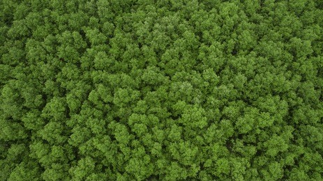 top view of mangrove forest.