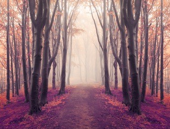 magical symmetry in foggy forest