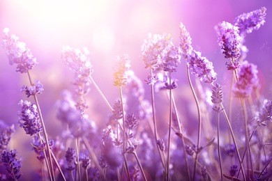 lavender field in sunlight
