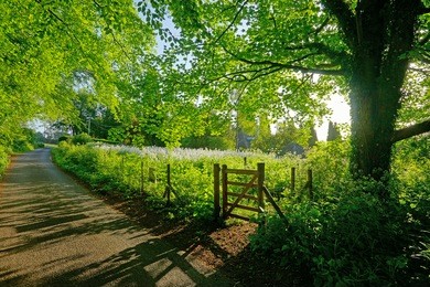 early morning light and shadow in a cotswold country lane in summer near to painswick, the cotswolds, gloucestershire, england, uk