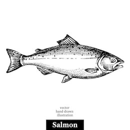 hand drawn sketch seafood vector black and white vintage illustration of salmon fish. isolated object on white background. menu design