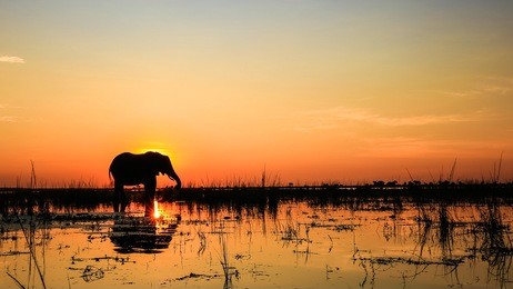 large adult elephant playing in river at sunset with reflection in water
