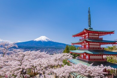 cherry tree and the pagoda, which was fuji and background