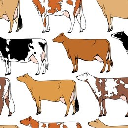 vector seamless pattern with hand drawn dairy cattle breeds.  beautiful ink drawing of dairy cows.