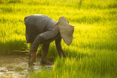 thai farmer planting on the paddy rice farmland
