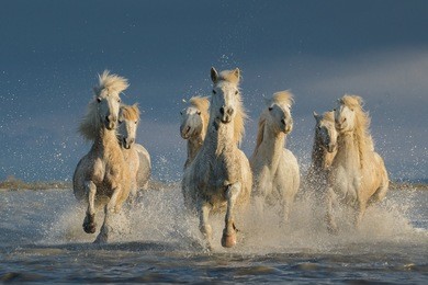 running horses in water.  equus caballus
