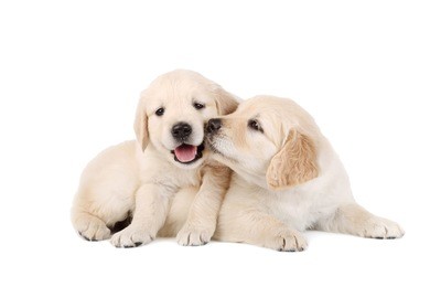 golden retriever puppies