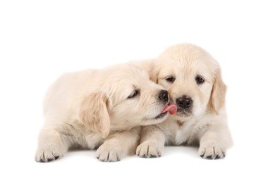 golden retriever puppies