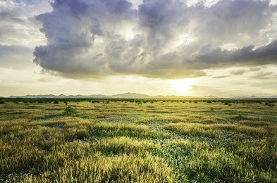 grassland, a prairie, a pampas, a pasture