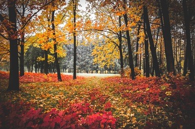 oak forest with yellow leaves in autumn, filter