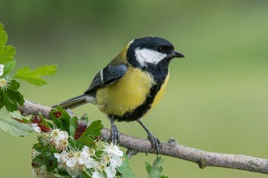 great tit