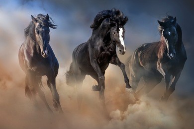 black stallions run gallop in desert dust against dramatic sky