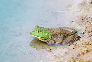 bull frog at the edge of a michigan pond