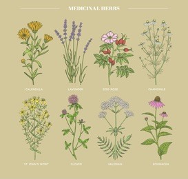 vector hand drawn collection of medicinal, cosmetics herbs. st. john's wort, echinacea, lavender, valerian, chamomile, calendula, dog-rose, clover plants.