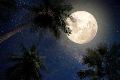 beautiful fantasy of palm tree at tropical beach and full moon with milky way star in night skies background. retro style artwork with vintage color tone 