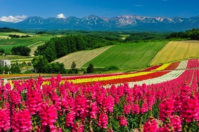 pink flower field and several color at shikisai-no-oka, famous attraction in biei, hokkaido, japan