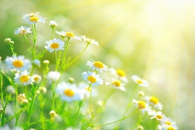 chamomile field flowers border. beautiful nature scene with blooming medical chamomilles in sun flare. alternative medicine spring daisy. summer flowers. beautiful meadow. summer background