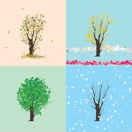 seasonal changes of tree throughout the year. floral objects. vector illustration