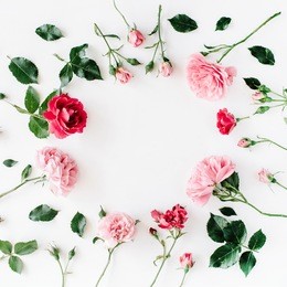 round frame wreath pattern with roses, pink flower buds, branches and leaves isolated on white background. flat lay, top view