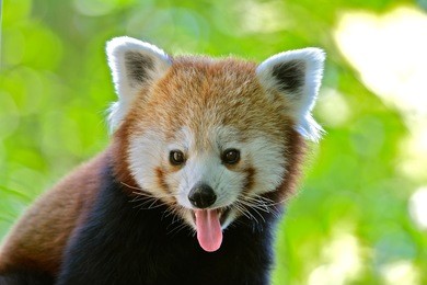 red panda, red bear-cat, head