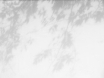 shadow of the leaves on a white wall