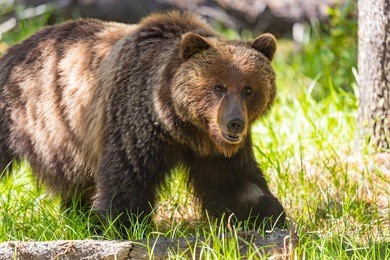 grizzly bear in the summertime banff national park alberta canada