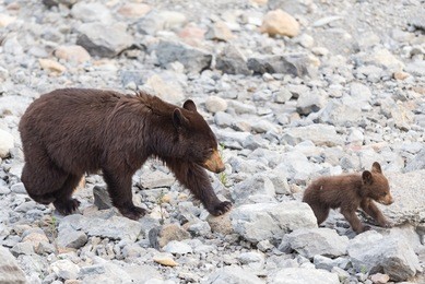 red colored black bear mother and baby cub playing in the lake on a hot summer day, jasper national park alberta canada