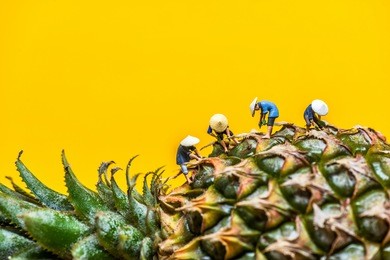 asian farmers harvesting in pineapple plantation.