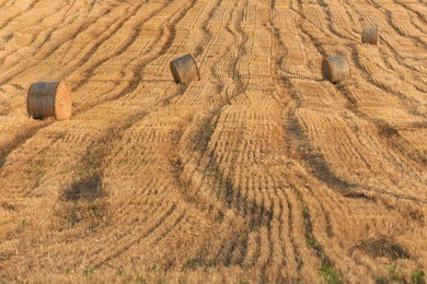 round straw bales in tuscany. june harvest. italy.