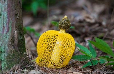 dictyophora indusiata fisch