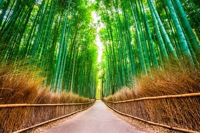 bamboo forest of kyoto, japan.