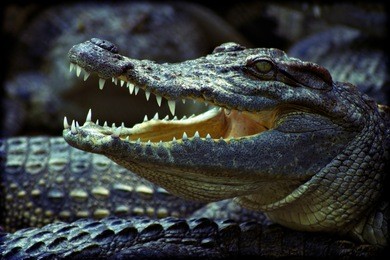 a crocodile lies on top of a group of crocodiles with its mouth open. added lomography vintage fliter.