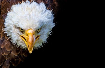 angry north american bald eagle on black background.